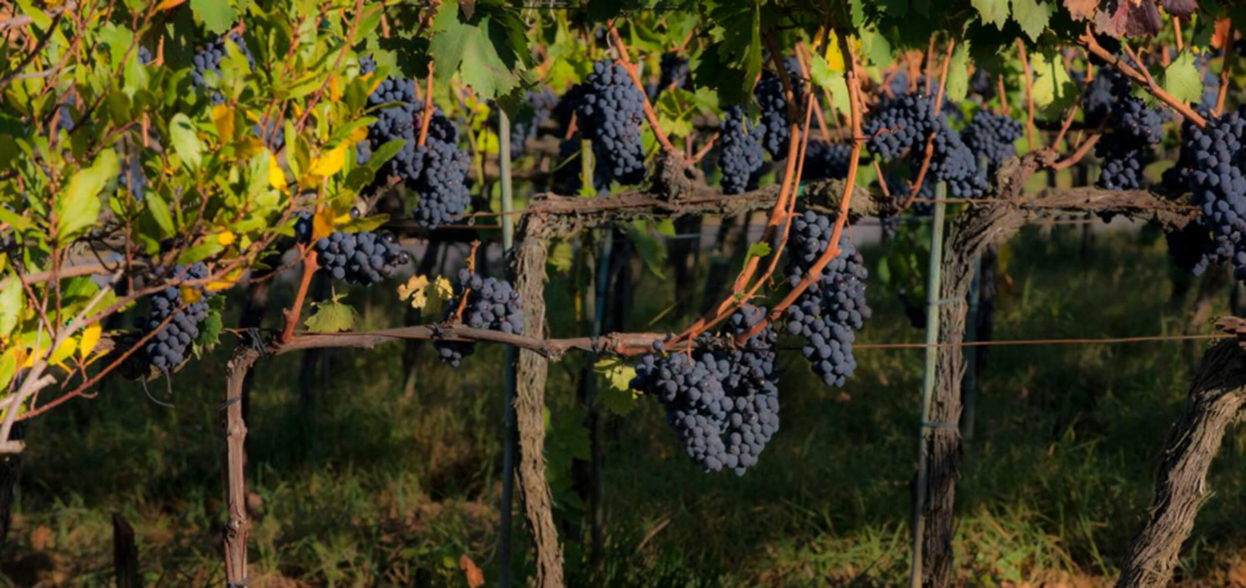 Fondazione Territoriale del Brunello