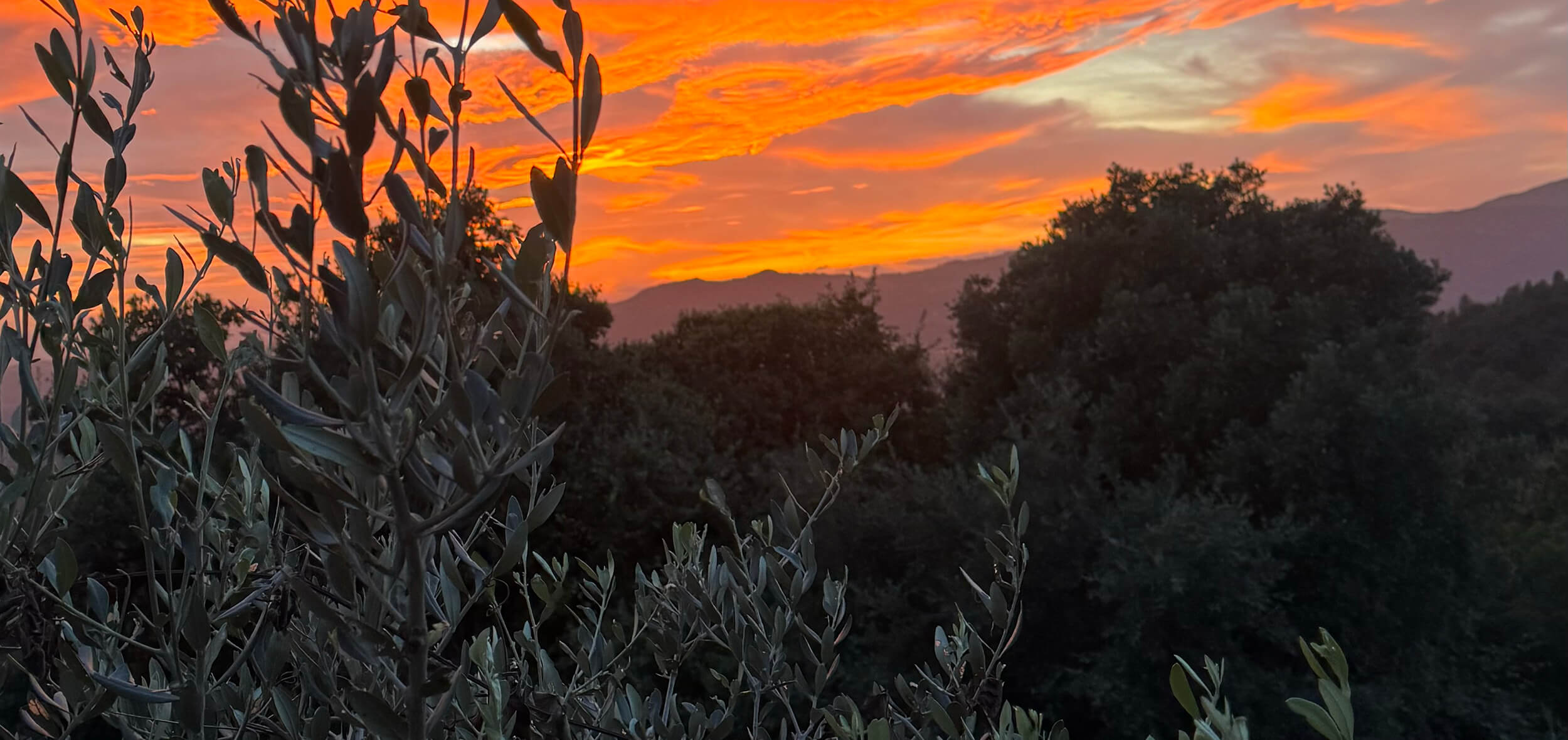 Olivicoltori delle colline Ardenghesche